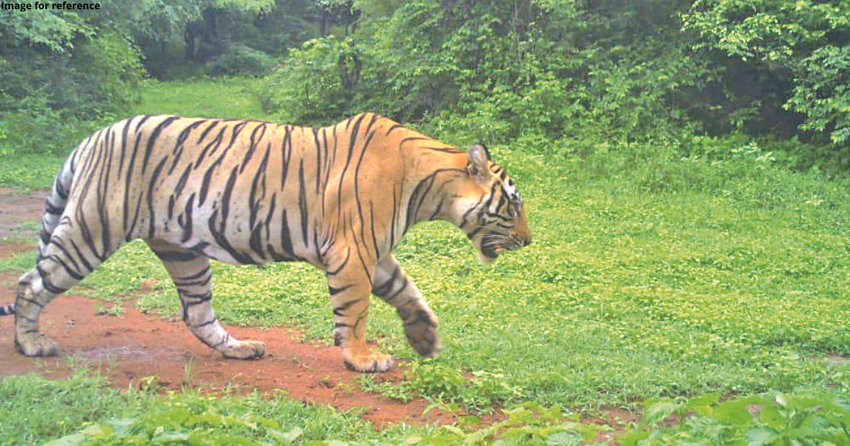 Big cat matters: ST-24 of Sariska spotted in Jpr's Jamwaramgarh